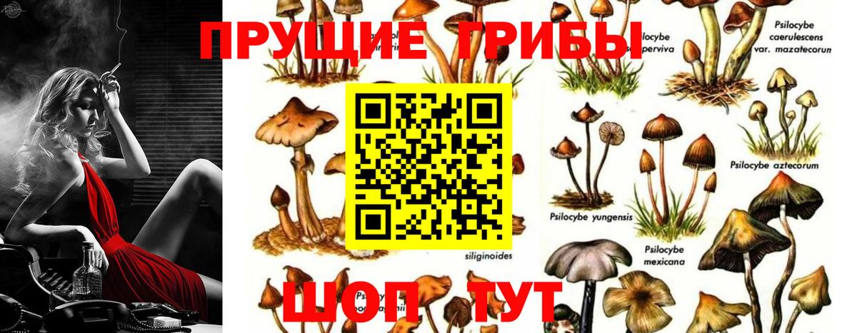 Галлюциногенные грибы Cubensis Дагестанские Огни